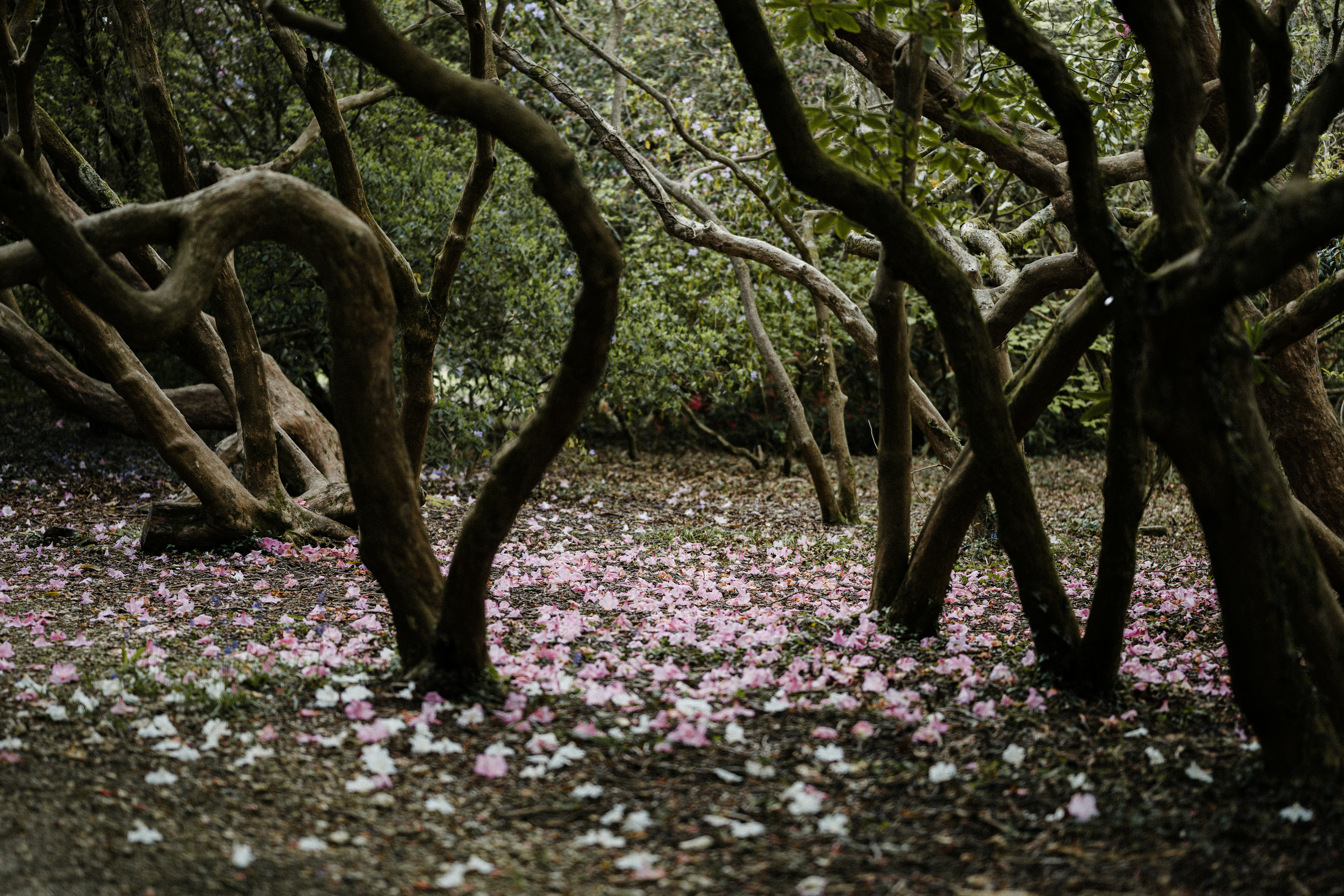 brown tree with pink petals on ground